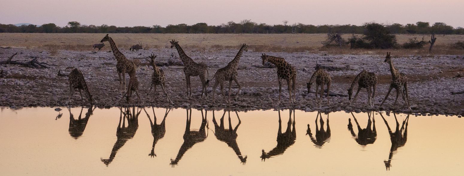 Giraffes drinking at Okakuejo Waterhole, Etosha National Park, Namibia